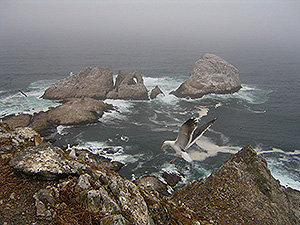 Farallon Islands