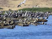 Elkhorn Slough 