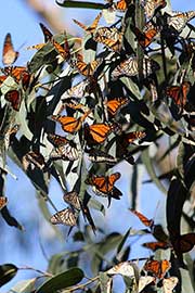 Monarch Butterflies