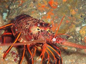 Photo Claire Fackler NOAA